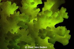 Fluorescent hard coral- excited by ultraviolet light by Peet Van Eeden 